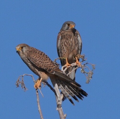 Eurasian Kestrel