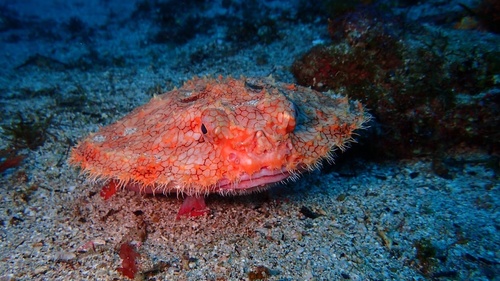 Anglerfish (Halieutaea stellata) — Ogcocephalidae — 4