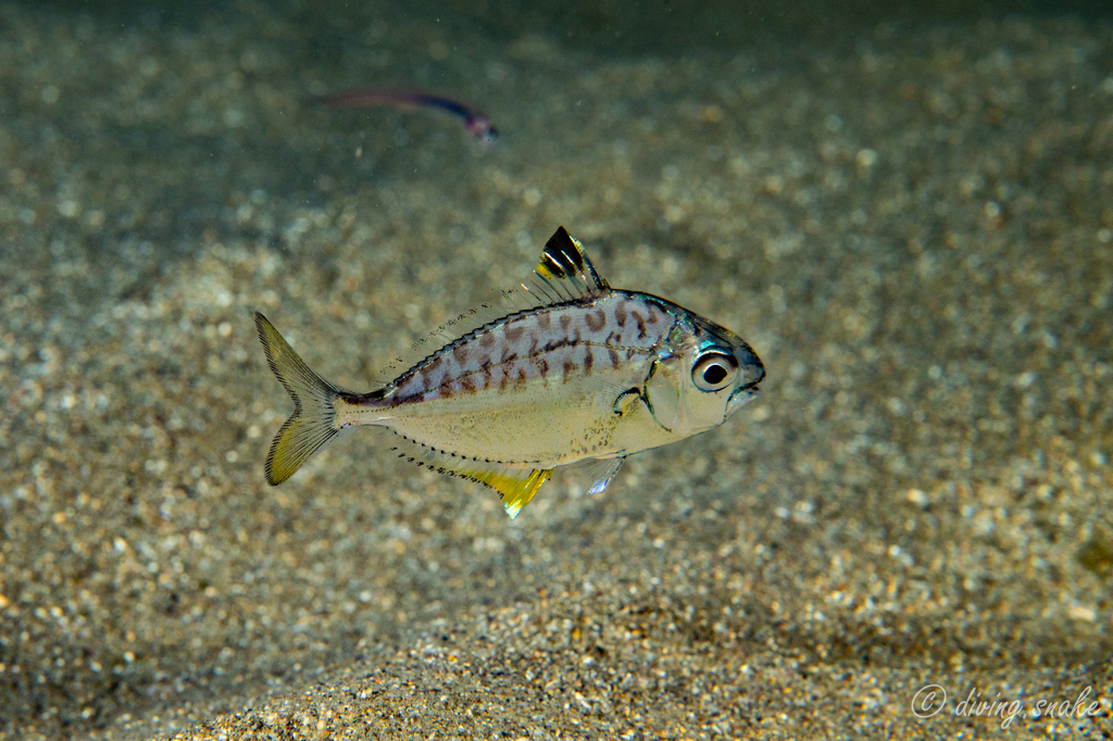Splendid Ponyfish