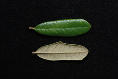 Quercus × succulenta