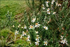 Diplostephium ericoides