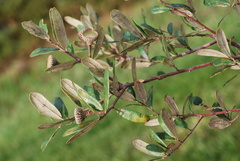 Quercus × succulenta