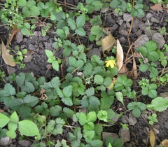 Potentilla indica