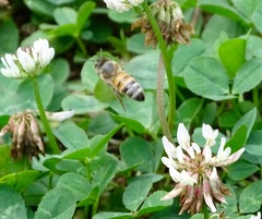 Apis mellifera