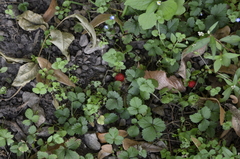 Potentilla indica