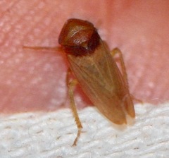Macropsis