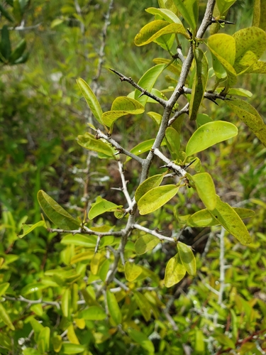Ximenia americana image