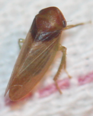 Macropsis