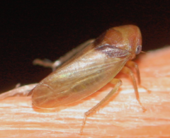 Macropsis
