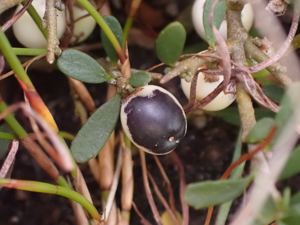 Melicytus angustifolius