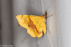 Erastria decrepitaria