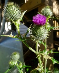 Cirsium vulgare
