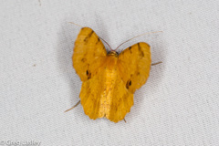 Erastria decrepitaria