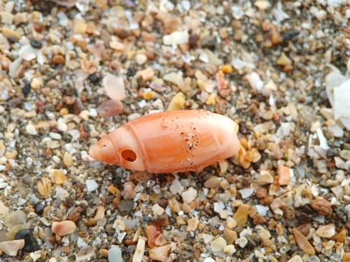 Olivella volutella, 2025-03-22