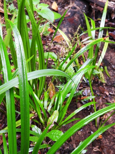 Helmholtzia acorifolia observed 2025-03-23