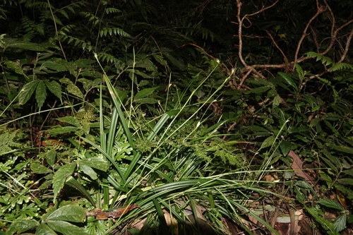 Carex arisanensis iNat (2)