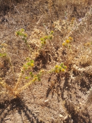 Centromadia fitchii