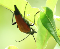 Stenelytrana emarginata