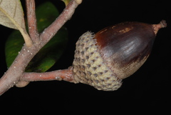 Quercus × succulenta