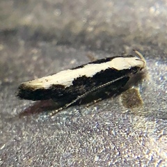 Agnippe prunifoliella
