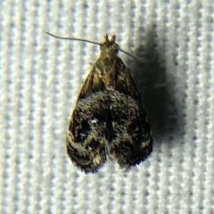 Tebenna gnaphaliella