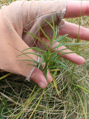 Image of Gingidia harveyana by (c) Nina Kerr, some rights reserved (CC BY)
