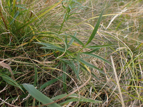 Image of Gingidia harveyana by (c) Nina Kerr, some rights reserved (CC BY)