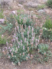 Lupinus lepidus confertus