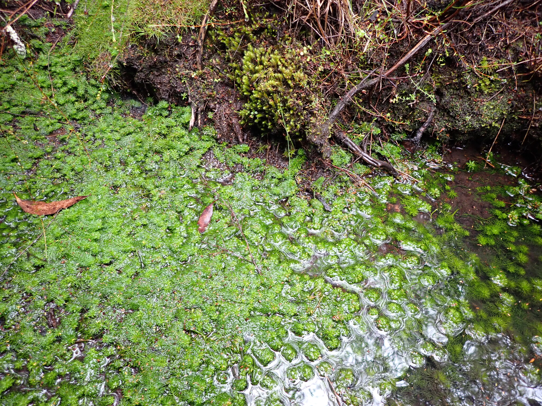 Myriophyllum alpinum