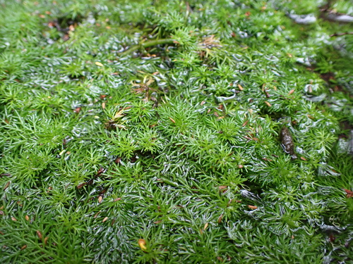 Image of Myriophyllum Alpinum (Myriophyllum alpinum) by (c) Nina Kerr, some rights reserved (CC BY)