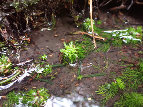 Image of Myriophyllum Alpinum (Myriophyllum alpinum) by (c) Nina Kerr, some rights reserved (CC BY)