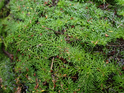 Image of Myriophyllum Alpinum (Myriophyllum alpinum) by (c) Nina Kerr, some rights reserved (CC BY)