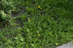 Scorzoneroides autumnalis