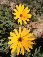 Osteospermum amplectens