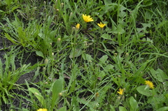 Scorzoneroides autumnalis