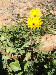 Osteospermum amplectens