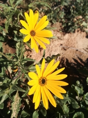 Osteospermum amplectens