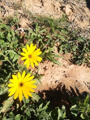 Osteospermum amplectens