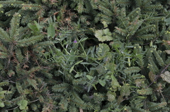 Vicia sativa nigra
