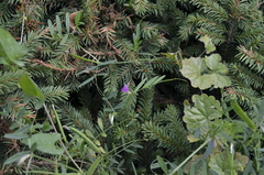 Vicia sativa nigra