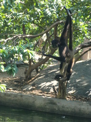 Ateles geoffroyi vellerosus