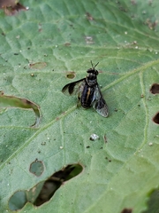 Chrysops univittatus