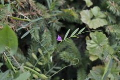 Vicia sativa nigra