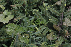 Vicia sativa nigra
