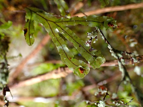 Hymenophyllum digitatum observed 2025-03-22