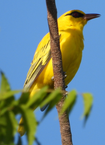 African Golden Oriole (Oriolus auratus), photo 5