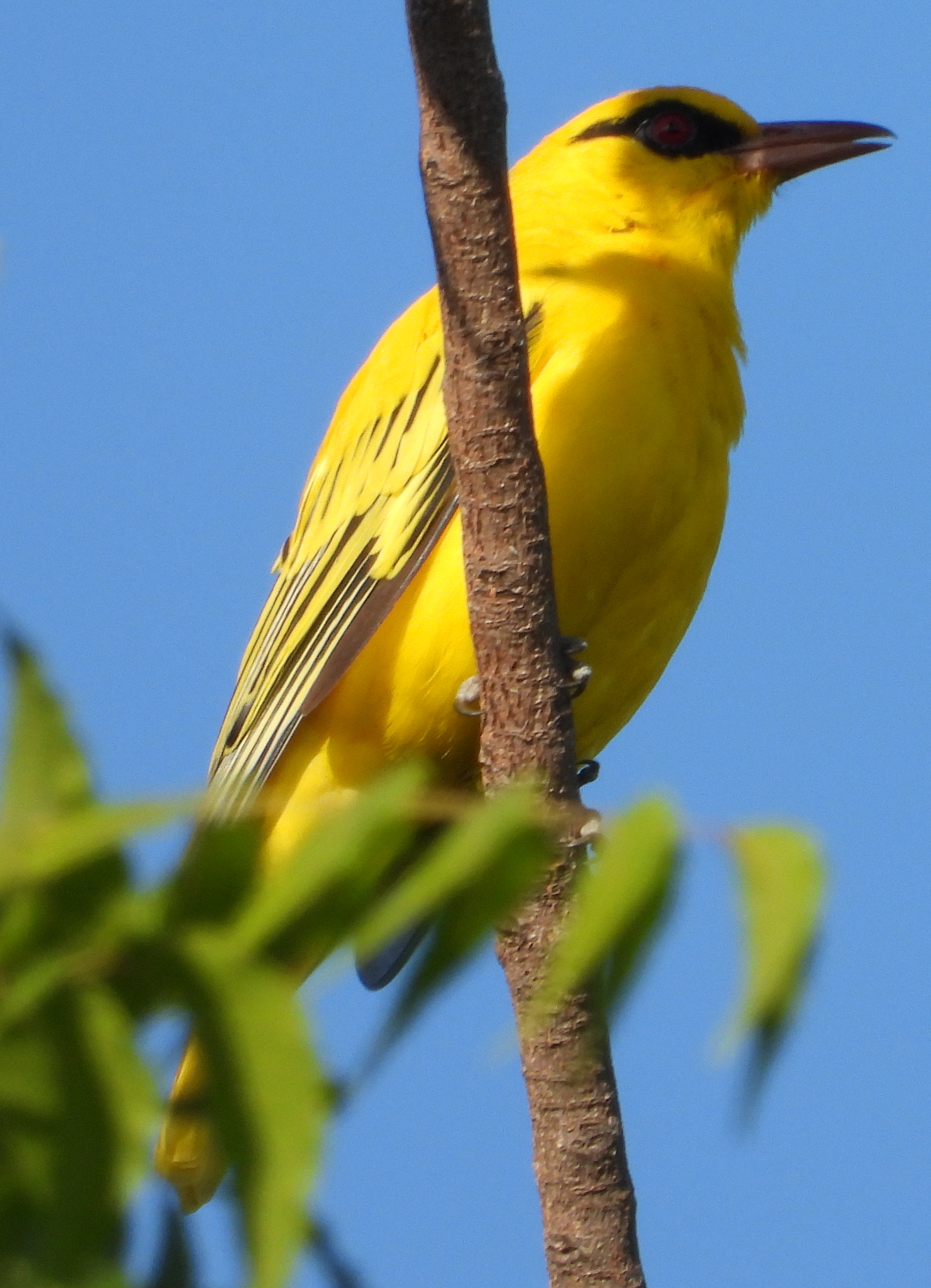 African Golden Oriole (Oriolus auratus), photo 3