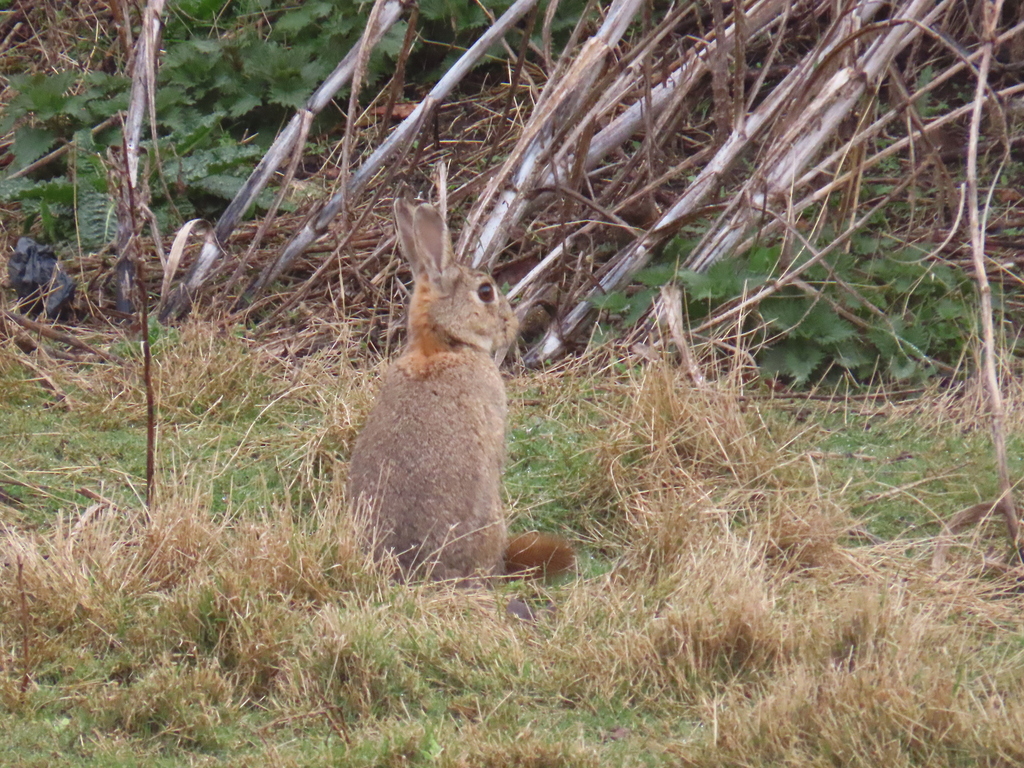 European Rabbit from Wilmington bridge, Hull, UK on 23 March, 2025 at ...