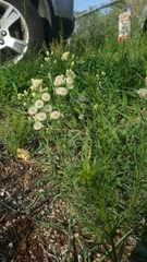 Erigeron bonariensis