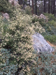 Holodiscus discolor microphyllus